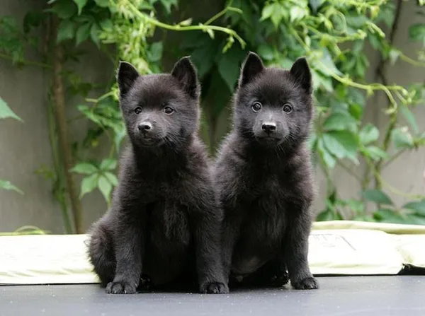 Щенки собаки породы Шипперке (Схипперке)