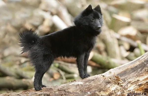 Шипперке-порода-собак-Описание-особенности-фото-уход-и-цена-8