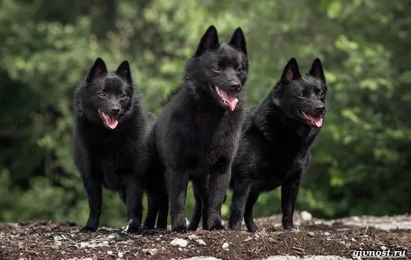 Шипперке-порода-собак-Описание-особенности-фото-уход-и-цена-6