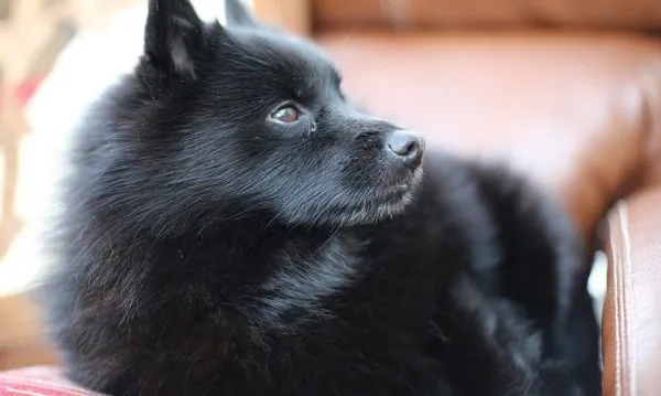 Шипперке смотрит