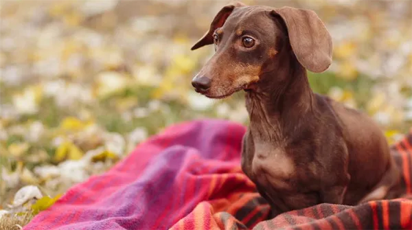 фотография таксы