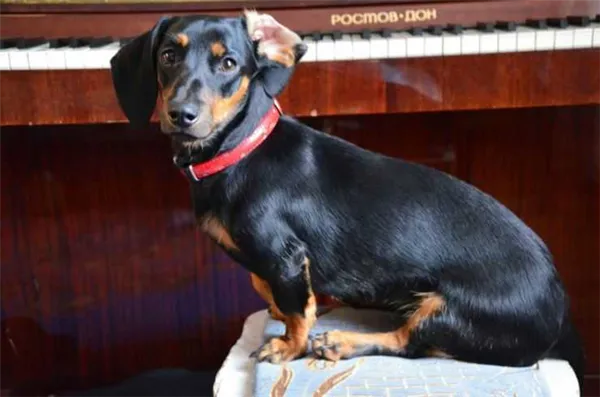 Такса такса собака фото. Такса собака фото. 2