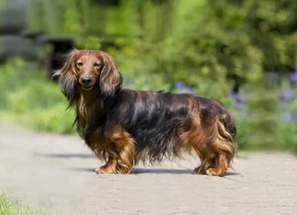 Длинношерстная такса