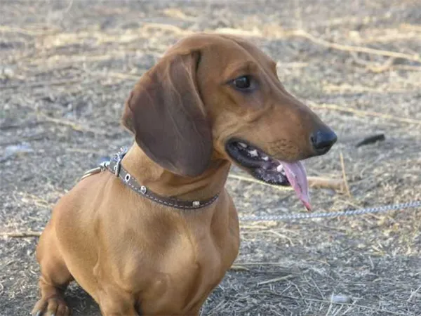 Такса такса собака фото. Такса собака фото. 17