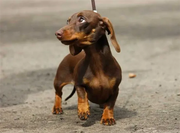 Такса такса собака фото. Такса собака фото. 6