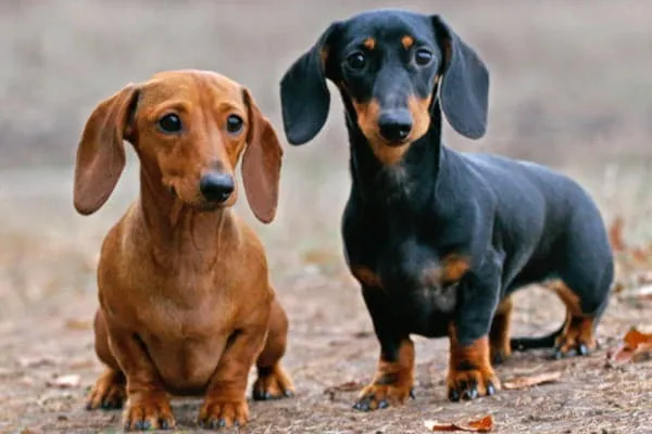 Гладкошерстные таксы