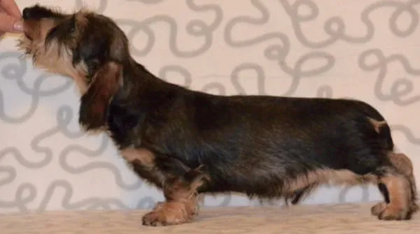 Жесткошерстная такса