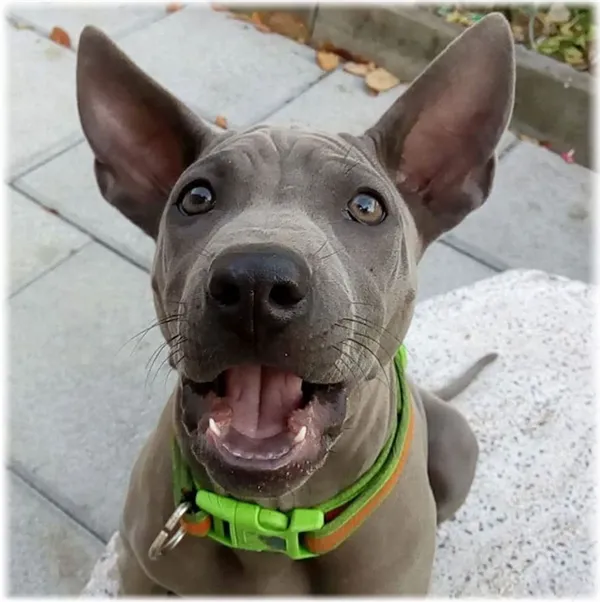 Тайский риджбек уходГрациозная собака тайский риджбек