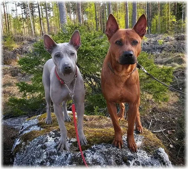 Клещи и блохи тайского риджбека