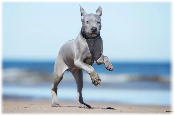 Тайский риджбек питание