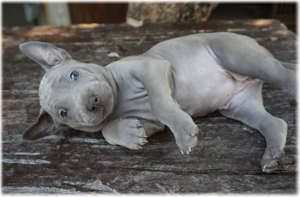 Характер тайского риджбека