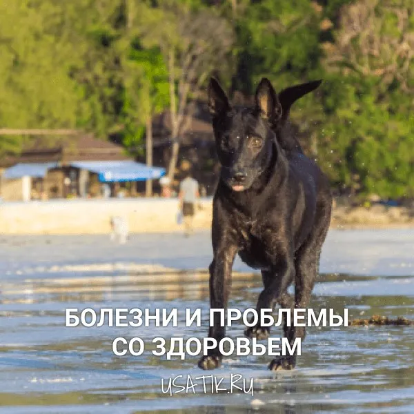 Болезни и проблемы со здоровьем