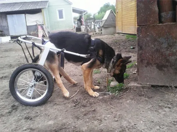 Коляски для собак: виды, особенности выбора и использования. Коляска для собак. 7