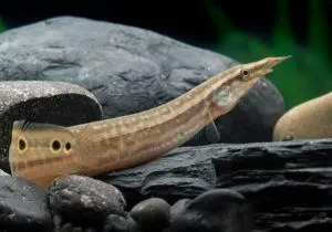 Макрогнатус