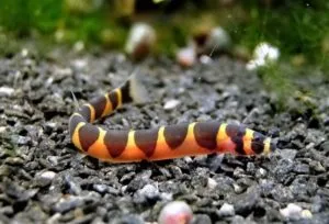 Топ 10 змеевидных аквариумных рыб. Рыба похожая на змею. 7