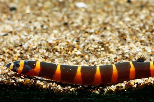 Акантофтальмус Майерса