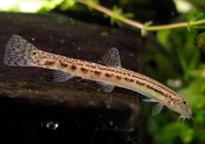 Топ 10 змеевидных аквариумных рыб. Рыба похожая на змею. 6