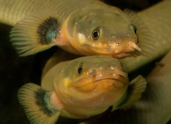 Топ 10 змеевидных аквариумных рыб. Рыба похожая на змею. 5