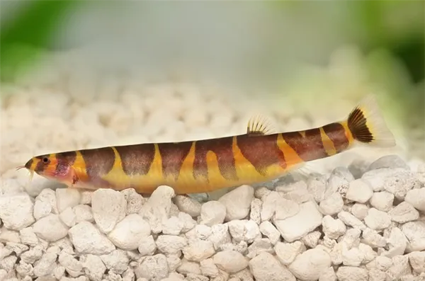 Акантофтальмус Кюля