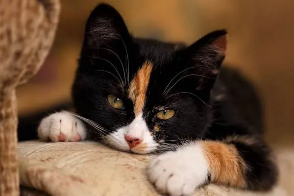 Трехцветная-кошка-Описание-особенности-приметы-и-породы-трёхцветных-кошек-17