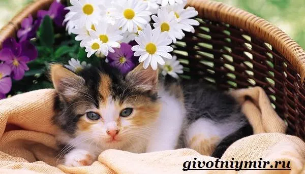 Трехцветная-кошка-Особенности-приметы-и-характер-трехцветных-кошек-8