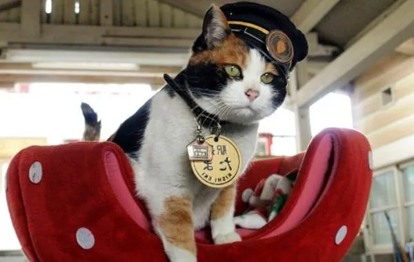 Трехцветная-кошка-Описание-особенности-приметы-и-породы-трёхцветных-кошек-21