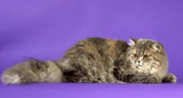 Длинношерстная британка