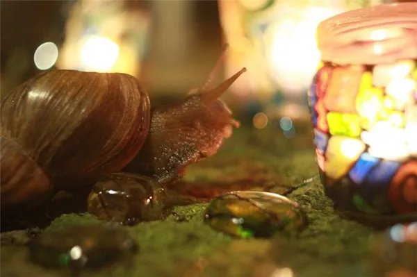 Улитка Ахатина: уход и содержание