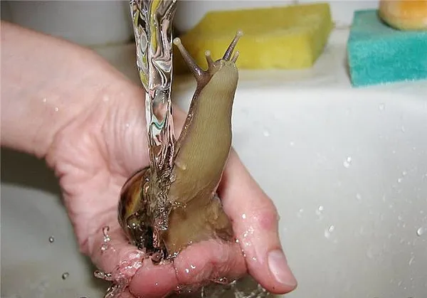 Улитка Ахатина: уход и содержание