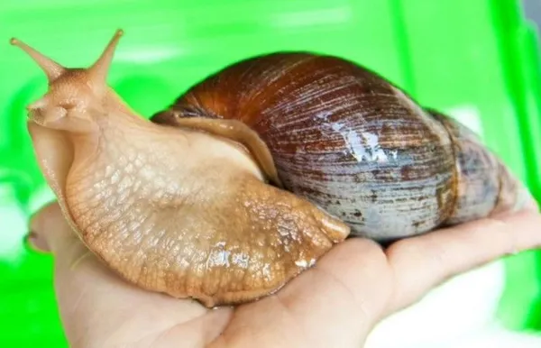 Ахатины: уход и содержание в домашних условиях. Улитки ахатины уход и содержание в домашних. 2