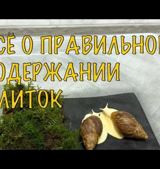 Нажми и смотри