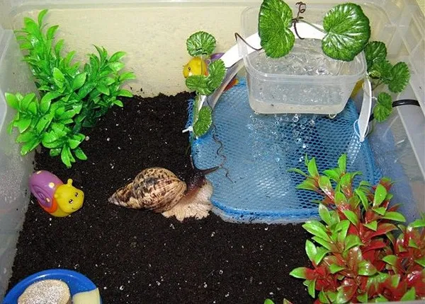 Улитка Ахатина: уход и содержание