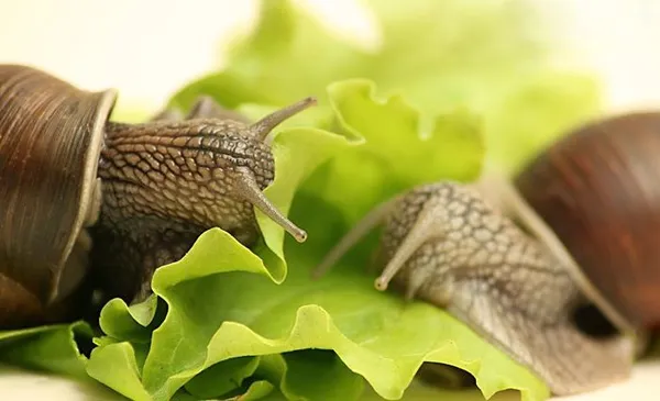 Улитка Ахатина: уход и содержание