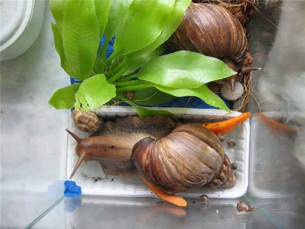 Ахатины: уход и содержание в домашних условиях. Улитки ахатины уход и содержание в домашних. 3