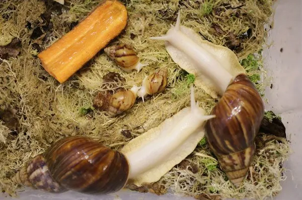 Ахатины: уход и содержание в домашних условиях. Улитки ахатины уход и содержание в домашних. 5