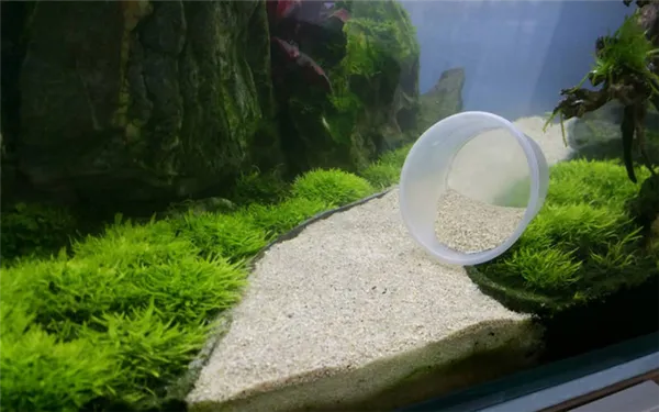 Уход за аквариумными растениями