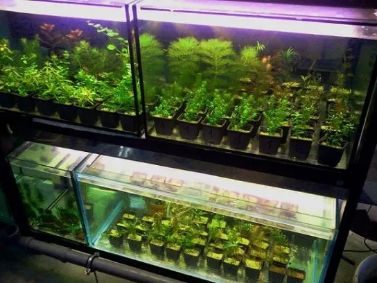 Разведение аквариумных растений
