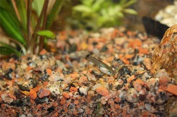 Аквариумные растения