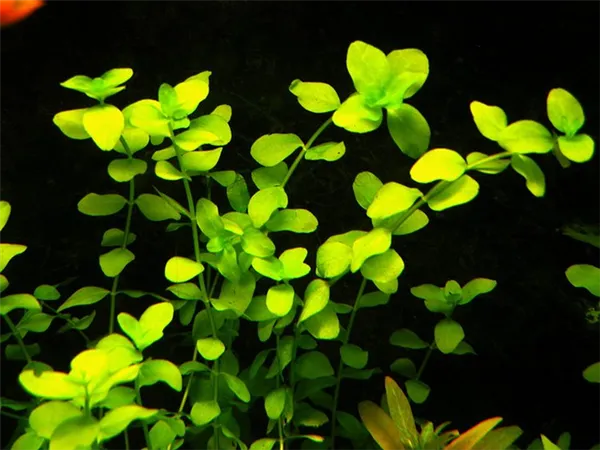 Аквариумные растения