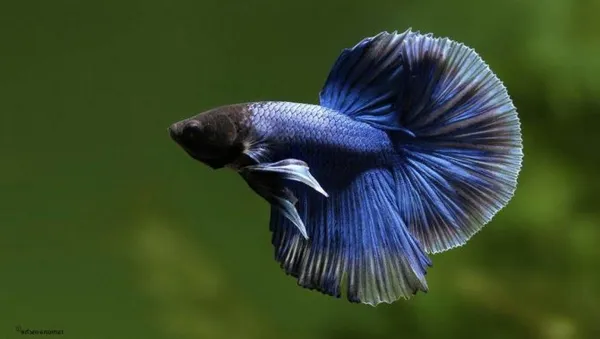 Особенности ухода и содержания рыбки петушка в мини-аквариуме. Уход за рыбкой петушком в маленьком аквариуме. 5