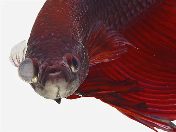 Особенности ухода и содержания рыбки петушка в мини-аквариуме. Уход за рыбкой петушком в маленьком аквариуме. 21