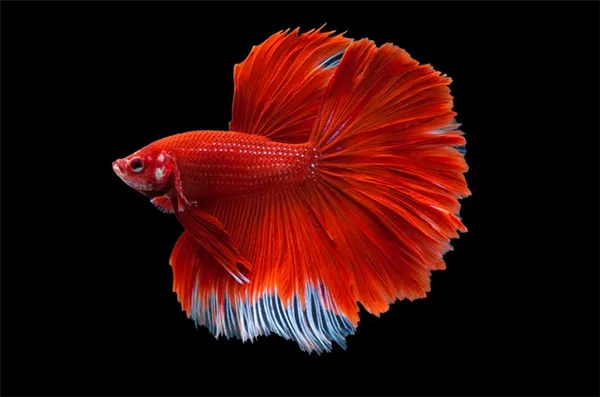 Самец рыбки петушка