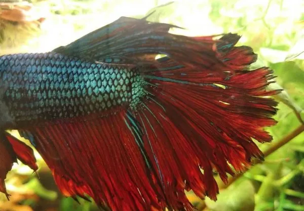 Особенности ухода и содержания рыбки петушка в мини-аквариуме. Уход за рыбкой петушком в маленьком аквариуме. 17