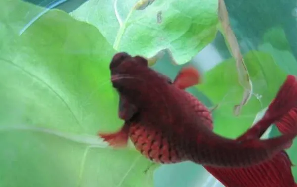 Особенности ухода и содержания рыбки петушка в мини-аквариуме. Уход за рыбкой петушком в маленьком аквариуме. 20