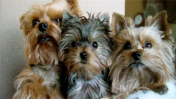 Уход за йоркширским терьером – содержание, как ухаживать за йорком. Йоркширский терьер уход. 7