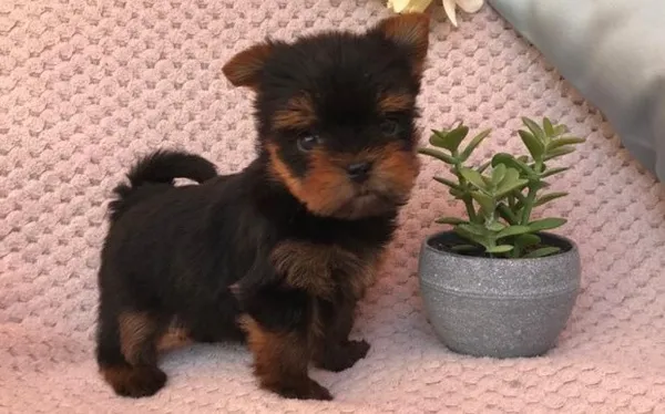 В доме йорк щенок