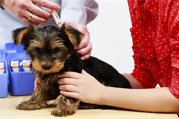 Уход за йоркширским терьером – содержание, как ухаживать за йорком. Йоркширский терьер уход. 8