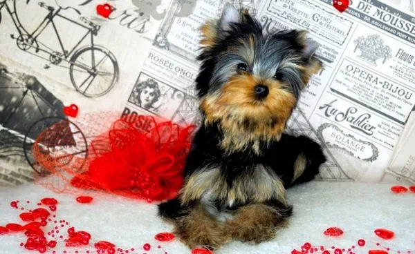 Щенок в доме