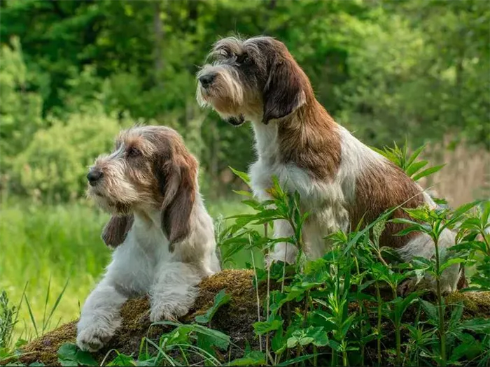 Вандейский бассет-гриффон: о большом и малом гриффоне 2
