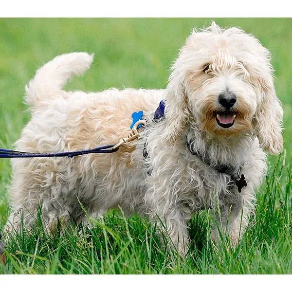 Вандейский бассет-гриффон: о большом и малом гриффоне 10